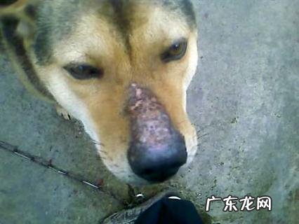 藏獒肌肤病能治好吗?快看来一一下吧