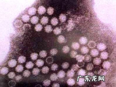 细小病毒如何治疗?什么方式更合理