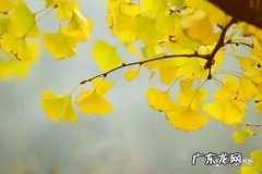 初冬银杏树的描写优美段落 初冬的银杏树怎么描写