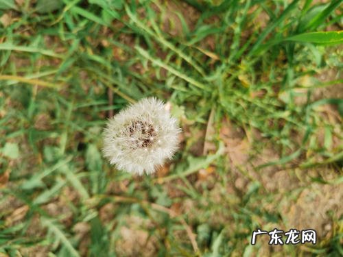 蒲公英的外形和特点 蒲公英的事物特点