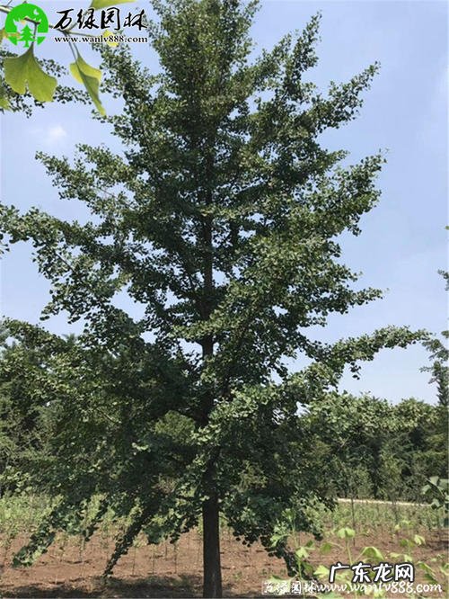 银杏树长什么样子图片 银杏树长什么样子