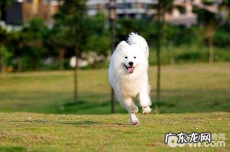 如何让萨摩耶的头发越来越丝滑光泽度？