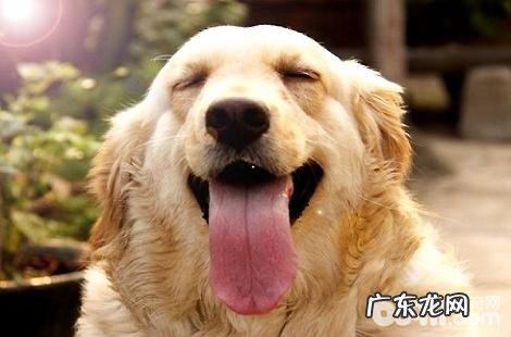 金毛狗狗常常屁股翘起来是发情期了没有？