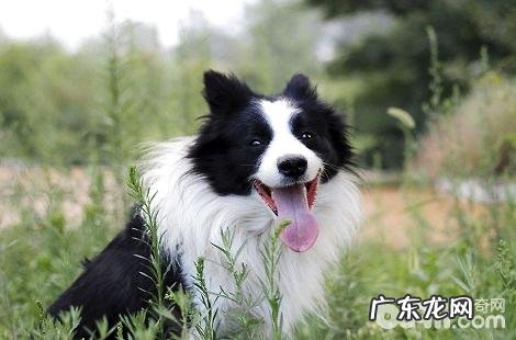 边境牧羊犬假如前爪热是感冒发烧吗？