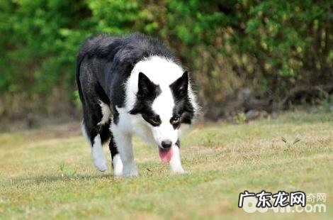 边境牧羊犬假如前爪热是感冒发烧吗？