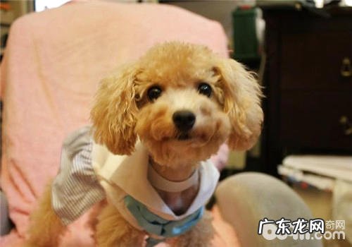 教你怎样选择泰迪犬