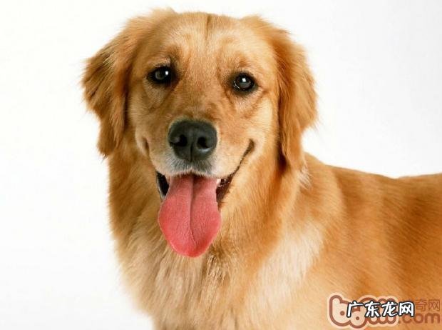 狗的年龄与人们年纪的计算