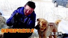 共享 新疆省青年人倾其所有维护哈萨克斯坦德牧犬