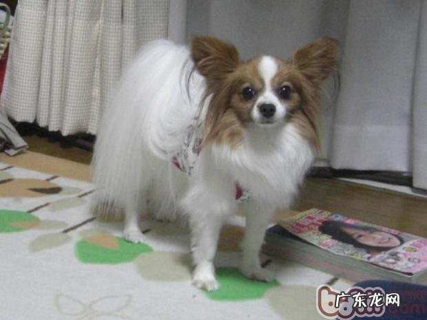 相关宠物狗眼屎多的专业知识