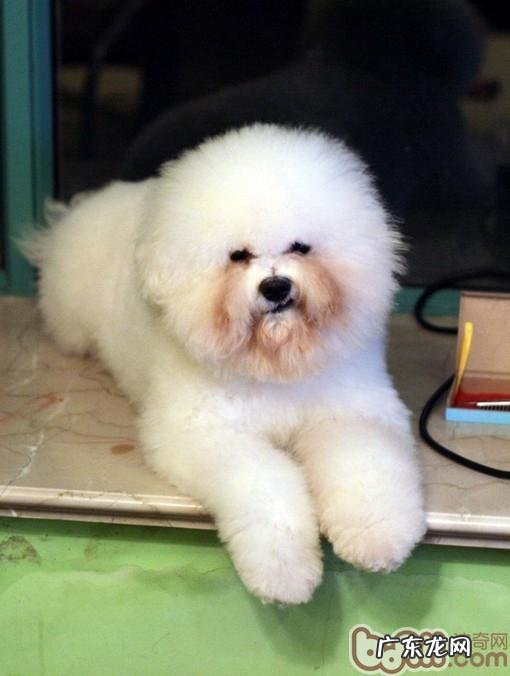 小狗泪腺该如何清理