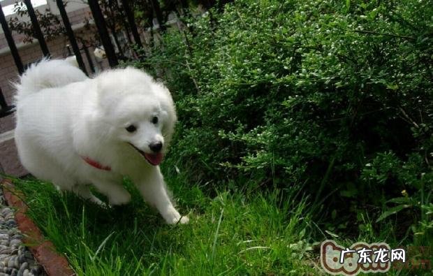 小狗的春天保养&#8211;有关小狗换毛、发情期及除虫预苗