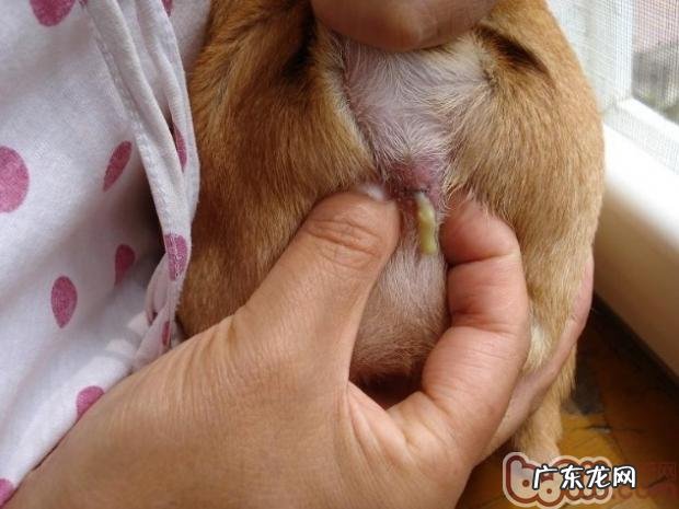 详解如何给狗狗挤肛门腺