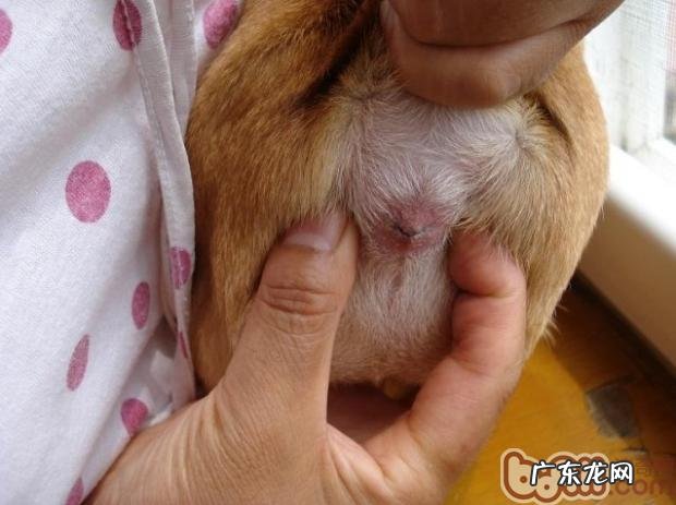 详解如何给狗狗挤肛门腺