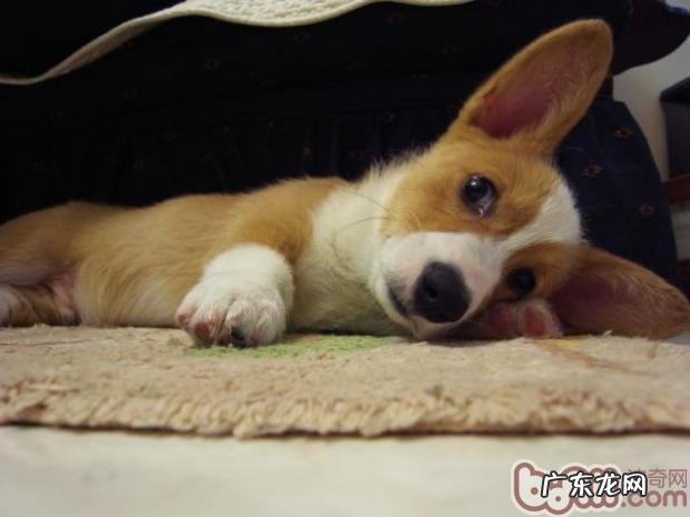 狗狗鼻子褪色的缘故及其改进方式