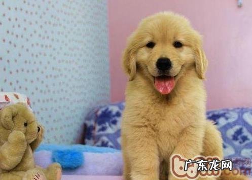 狗贩最广泛的10招坑骗揭密