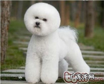 几类普遍犬品种的美容护肤