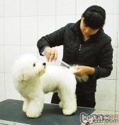 北美地区工作犬会美容导师是怎样开展验证的
