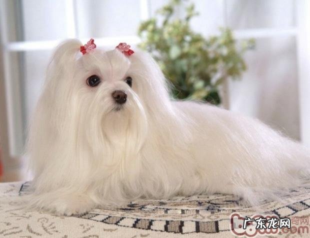 如何给小狗美头发毛