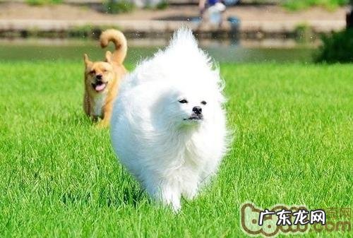 长毛犬怎样开展平时皮毛保养