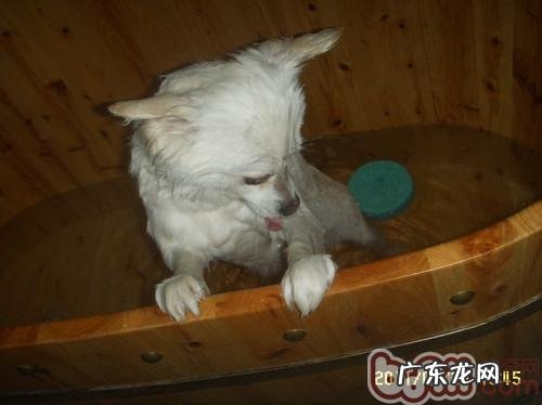 小狗洗澡沐浴乳如何选择