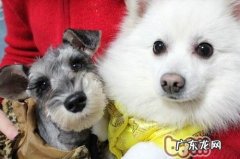 小狗平时美容保养必须进行的事