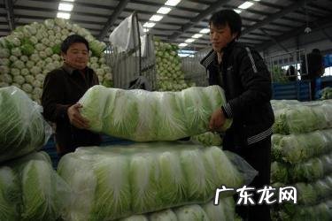 蔬菜批发新手如何进货?进货技巧