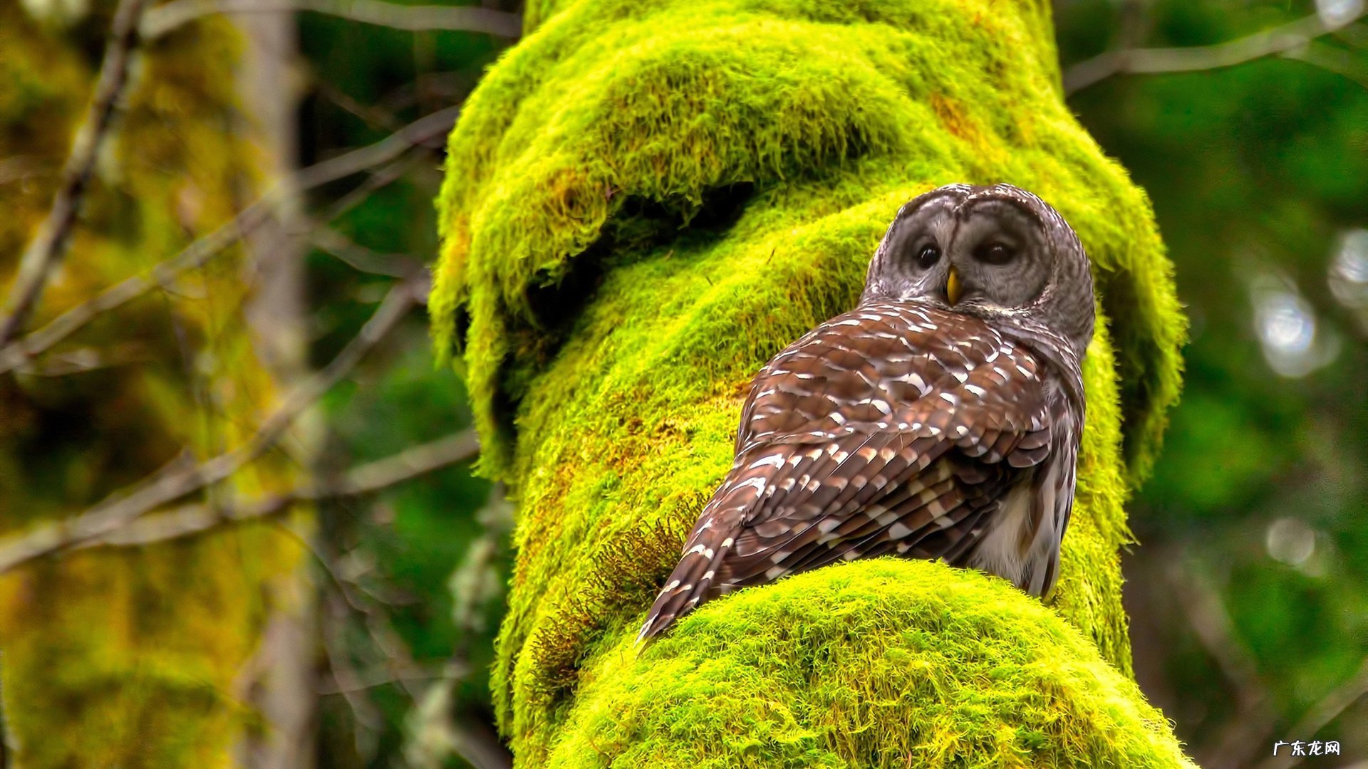 哪里有QTTO这种牌子的瘦腿袜买？