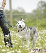 记牢四点就能让金毛身心健康度过转季阶段