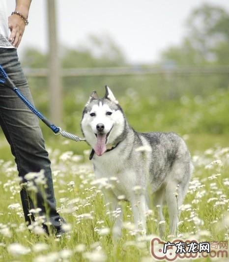 记牢四点就能让金毛身心健康度过转季阶段