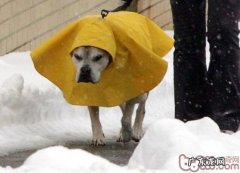 小狗冬季必须食补的维他命