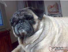 怎么知道狗是不是过多肥胖症及其减肥妙招