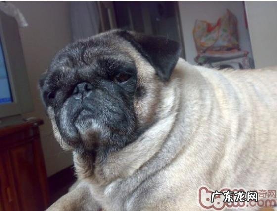 怎么知道狗是不是过多肥胖症及其减肥妙招