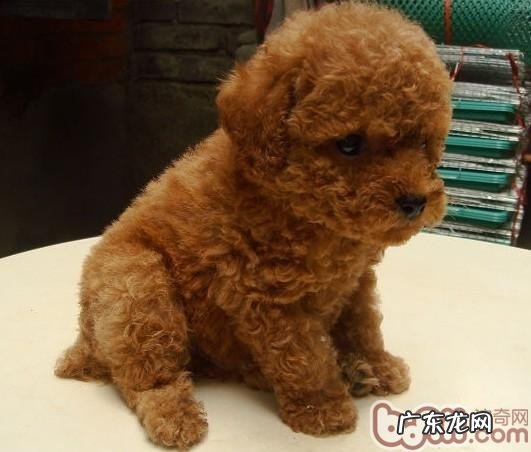 幼狗发展的好多个重要环节必须留意的事