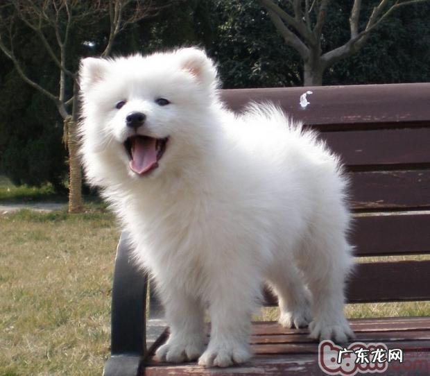 喂养萨摩耶幼犬的几个关键点