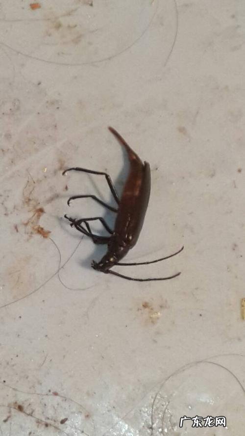 虫cpu性能天梯图 虫cpu