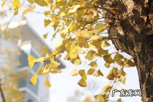 银杏树的春夏秋冬四季的样子描写