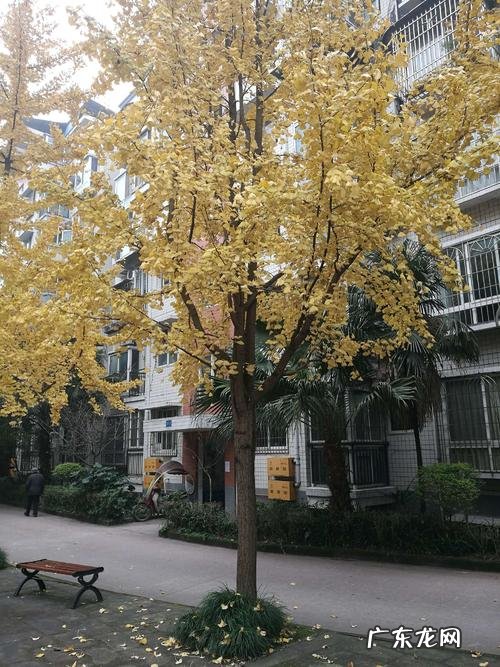 银杏树的春夏秋冬四季的样子描写