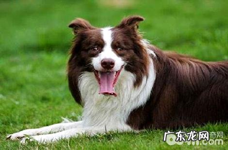 边境牧羊犬下崽以前有哪些症状?
