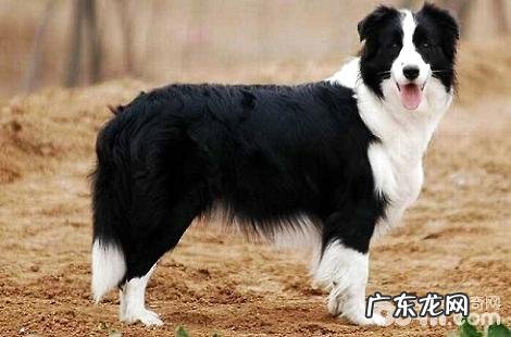 边境牧羊犬不容易交配该怎么办？