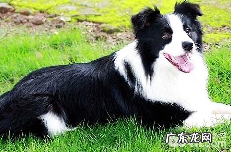边境牧羊犬多少绝育手术比较好?
