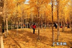 西安哪里有银杏树林可以玩 聊城哪里有银杏树林