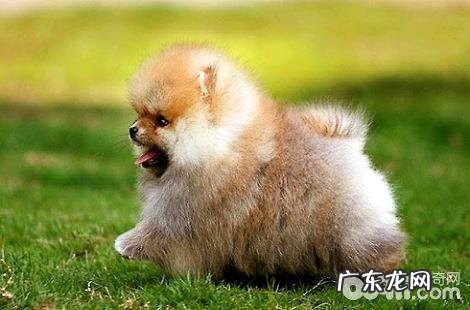 博美犬肾衰竭了还能人能活多久?