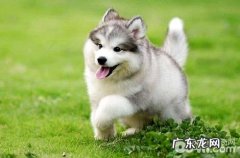 阿拉斯加犬普遍的皮肤疾病都有哪些？