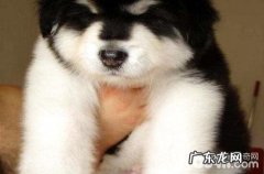 阿拉斯加犬不想吃饭，腹部还咕咕噜咕噜的。