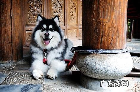 阿拉斯加犬不想吃饭,腹部还咕咕噜咕噜的。