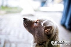 宠物狗狗骨节疼痛怎么办？WOWO氨基葡萄糖骨节健有话说