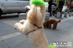 泰迪犬常常泪汪汪的是有哪些眼睛疾病吗？