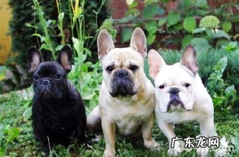 法斗犬的鼻部老是干的,这类状况正常吗?