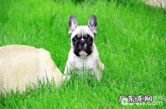 法斗犬的鼻部老是干的，这类状况正常吗？