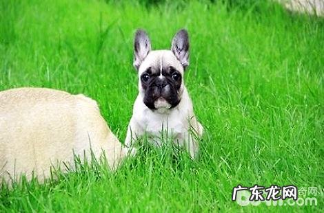 法斗犬的鼻部老是干的,这类状况正常吗?